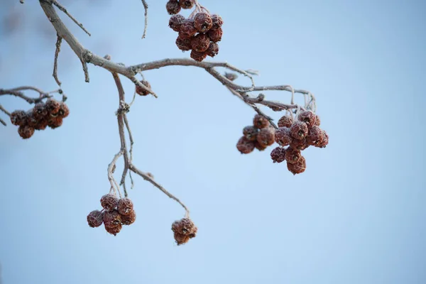 Kış Dağı Külleri Kocakarı Donmuş Meyveler — Stok fotoğraf