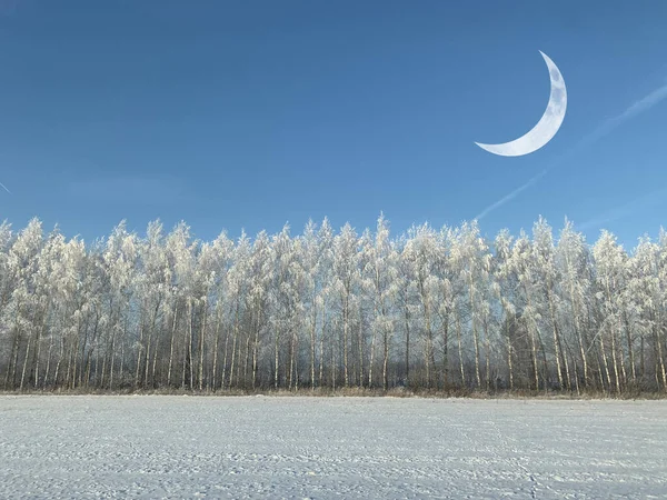 Skogen Vinteren Trær Dekket Med Snø – stockfoto