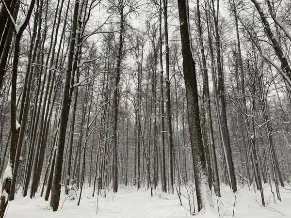 Forêt Hiver Arbres Couverts Neige — Photo