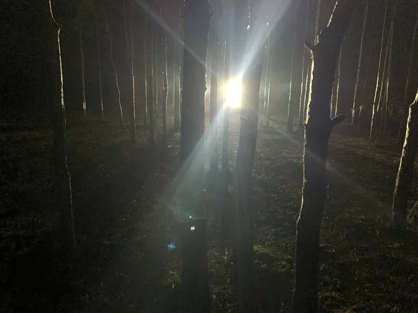 Ormandaki Ürkütücü Işık Korku Resmi — Stok fotoğraf