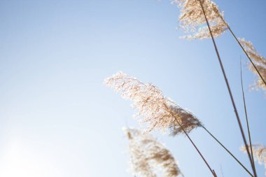 Altın renkli çiviler ve mavi gökyüzü