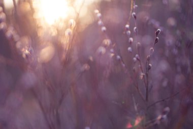 Natural Spring background with pussy-willow branches. Toned image