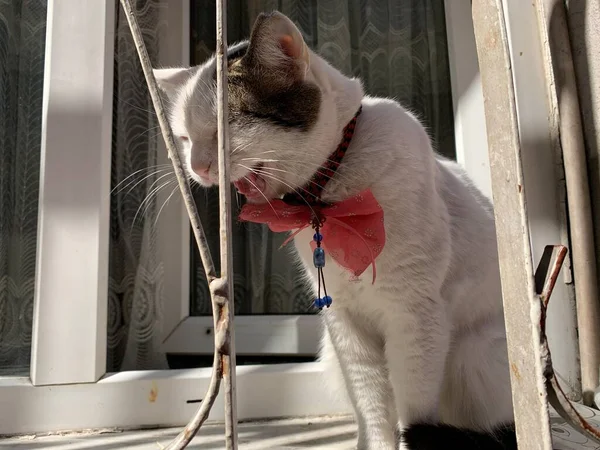 Kot Siedzący Oknie Stambuł — Zdjęcie stockowe