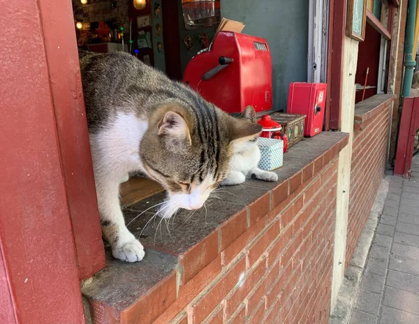 Zwei Süße Katzen Fenster Eines Cafés — Stockfoto