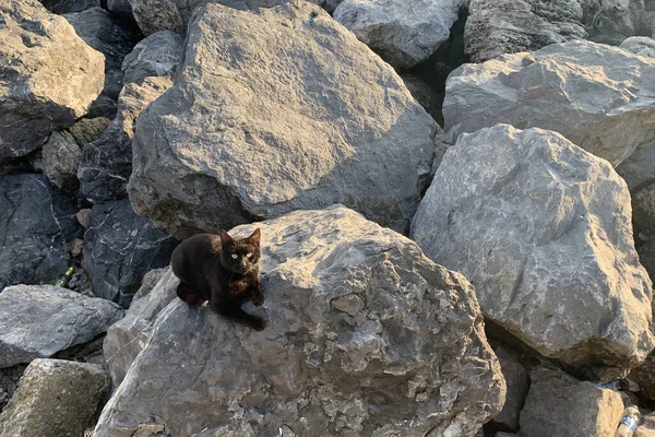 Obdachlose Katze Sitzt Auf Steinen Meer — Stockfoto