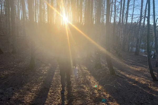 Fundo Borrado Com Sol Uma Floresta — Fotografia de Stock