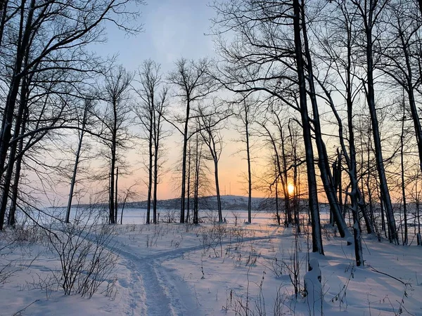 Forêt Hiver Arbres Couverts Neige — Photo