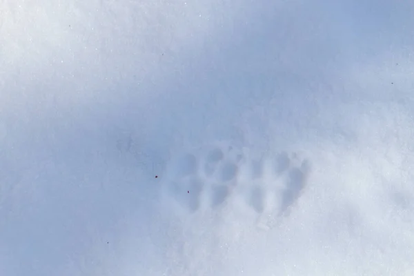 Psi Otisky Tlapek Sněhu — Stock fotografie