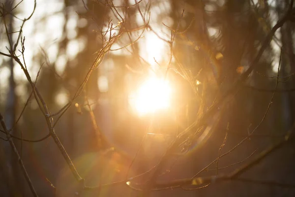 Θολή Φόντο Ήλιο Ένα Δάσος — Φωτογραφία Αρχείου