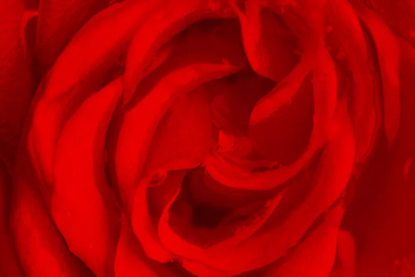 Gros Plan Rose Rose Avec Des Gouttes Eau — Photo