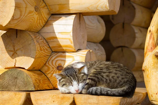 Lindo Gato Durmiendo Escalera Madera —  Fotos de Stock