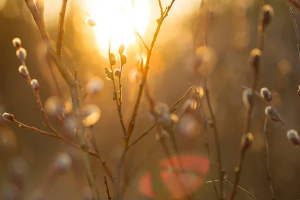 Natural Spring Background Pussy Willow Branches Toned Image Stok Resim