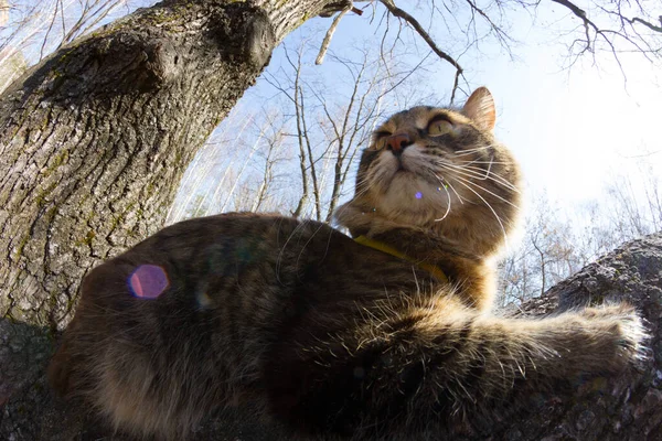 Rolig Katt Ett Träd Fångad Med Fiskögonlins — Stockfoto