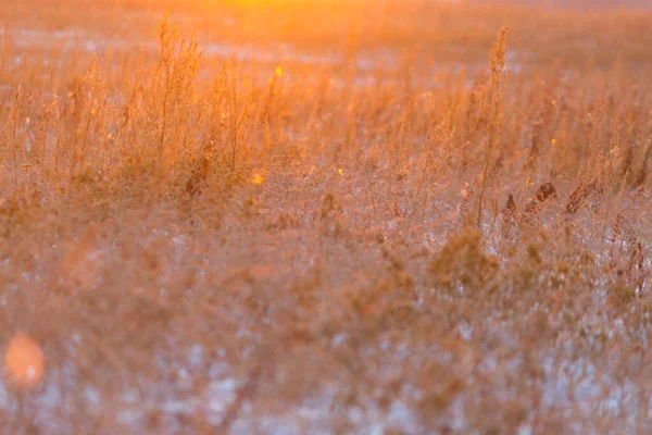 Meadow Dry Plants Winter — Stock Photo, Image