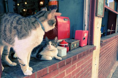Kafe vitrininde iki sevimli kedi