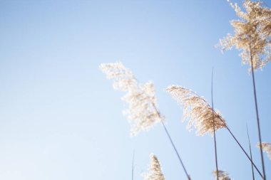 Altın renkli çiviler ve mavi gökyüzü