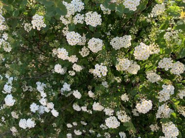 Beyaz çiçeklerle çiçek açan ağaç. Arkaplan