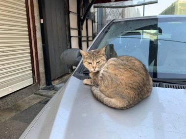 Evsiz kedi arabada uyuyor. İstanbul kenti