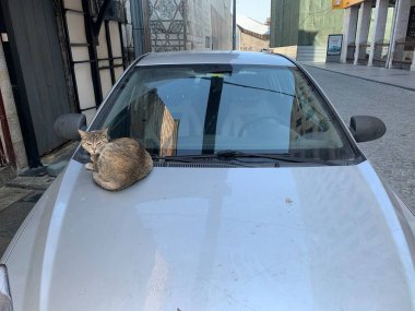 Evsiz kedi arabada uyuyor. İstanbul kenti