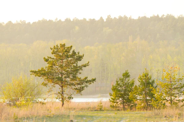 Paesaggio Con Pino Singolo — Foto Stock