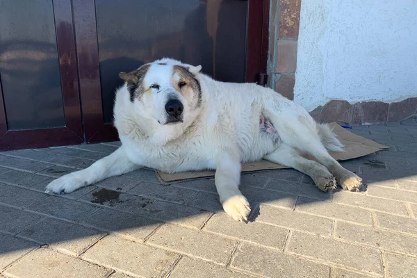 Perro Blanco Sin Hogar Calle — Foto de Stock