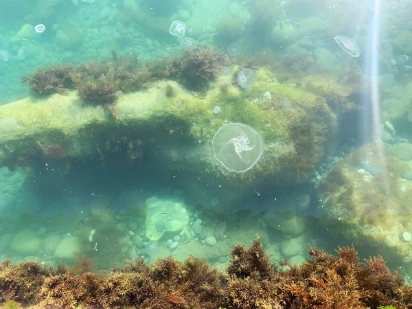 Jelly fishes in the sea. Water jelly