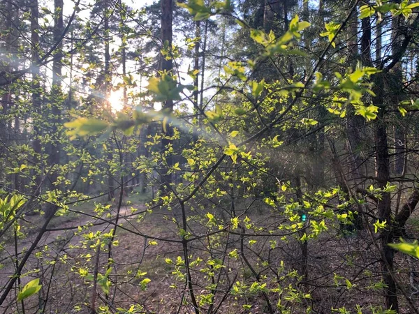 Невелике Свіже Зелене Листя Рання Весна — стокове фото