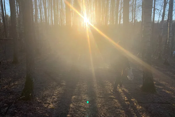 Ormanda Gün Işığıyla Bulanık Arkaplan — Stok fotoğraf