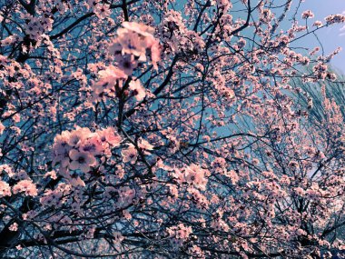 Parkta çiçek açan sakure ağaçları
