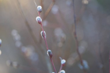 Natural Spring background with pussy-willow branches. Toned image