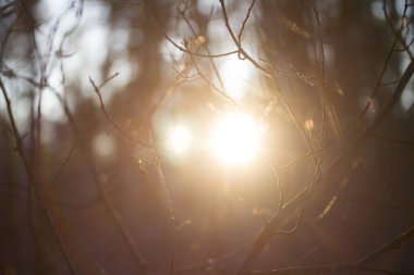 Ormanda gün ışığıyla bulanık arkaplan