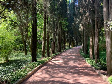 Parkta ağaçlar olan yeşil bir sokak.