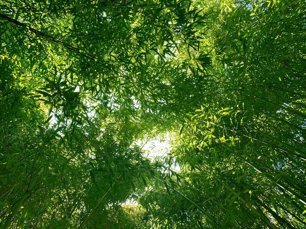 竹の森 上を見上げ — ストック写真