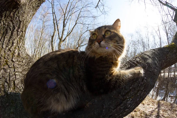 Pisică Amuzantă Copac Capturat Lentile Pentru Ochi Pește — Fotografie, imagine de stoc