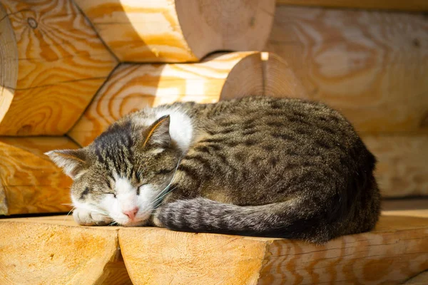 Lindo Gato Durmiendo Escalera Madera —  Fotos de Stock