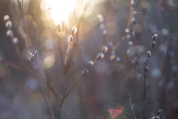 Natural Spring Background Pussy Willow Branches Toned Image — Fotografia de Stock