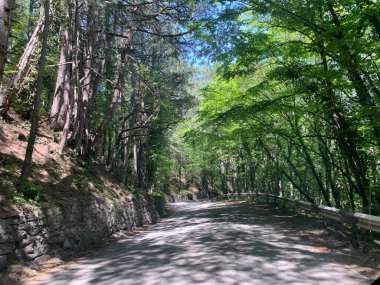 Sabah ışığı dağlardaki bir orman yoluna düşer.