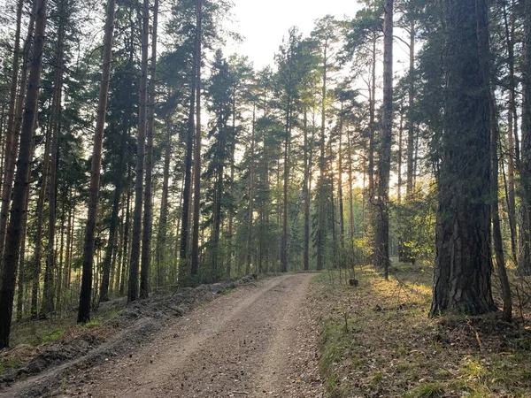 Çam Ağacı Ormanından Geçen Yol — Stok fotoğraf