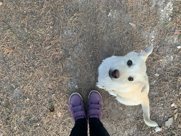 Bonito Cachorrinho Pequeno Quer Jogar — Fotografia de Stock