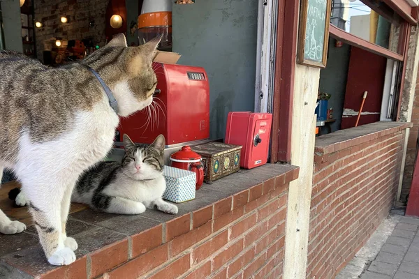 Zwei Süße Katzen Fenster Eines Cafés — Stockfoto