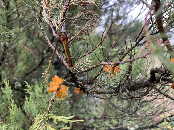 Acercamiento Árbol Coníferas Bosque —  Fotos de Stock