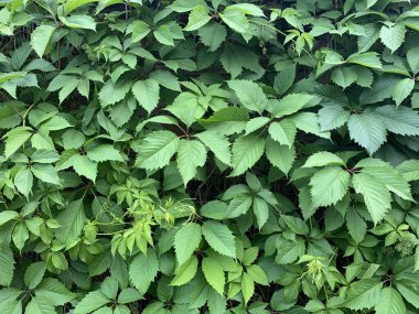 Yeşil bitki arka planı. Yaz bahar arkaplanı