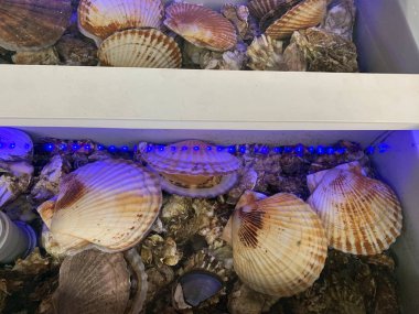 Taze istiridye restoranda kapanıyor.