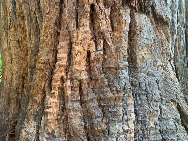 Υφή Φλοιού Δέντρου Δέντρο Φλοιό Κοντά — Φωτογραφία Αρχείου