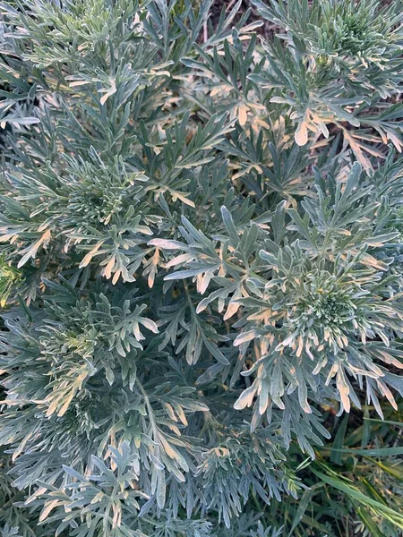 Πράσινο Φόντο Του Φυτού Θερινό Φόντο Άνοιξη — Φωτογραφία Αρχείου