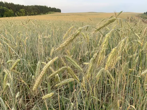 Guldvete Fält Och Blå Himmel — Stockfoto