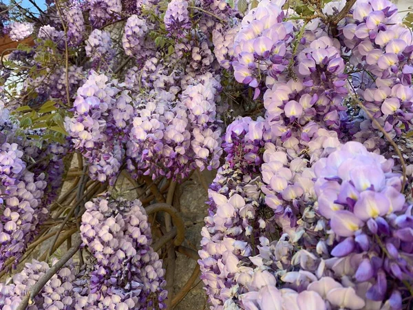 Zeď Pokrytá Fialovými Květy — Stock fotografie