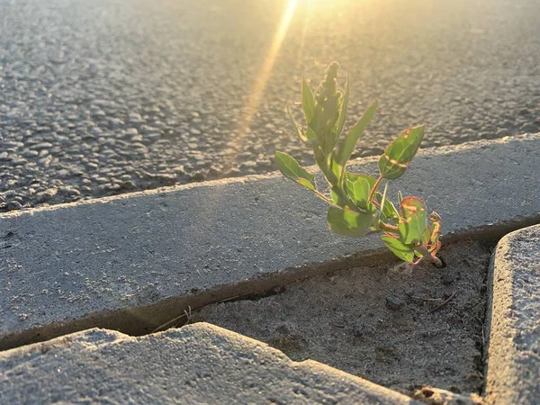 从沥青中挤出来的绿色植物 — 图库照片