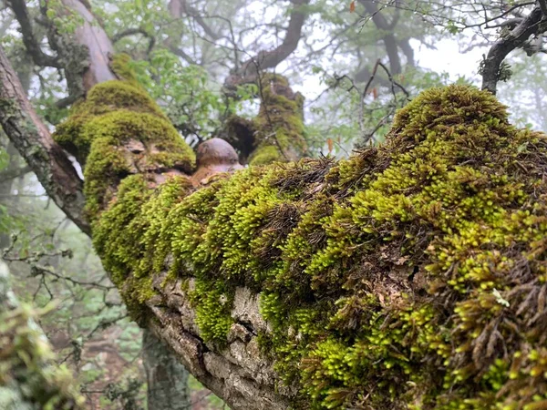 Moss grows on the tree in a forest