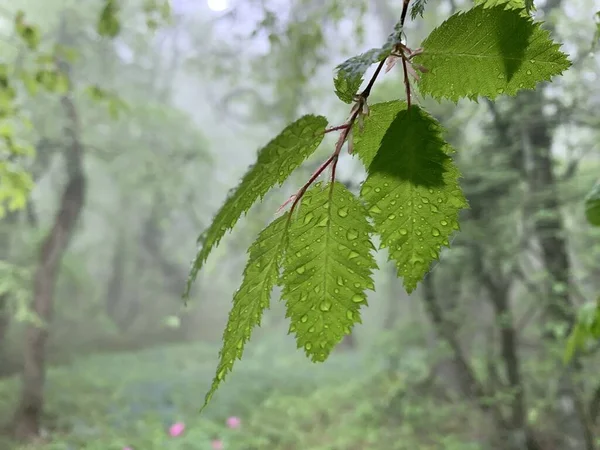 Hojas Frescas Verdes Después Lluvia —  Fotos de Stock